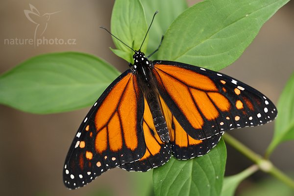 Danaus stěhovavý (Danaus plexippus), Danaus stěhovavý (Danaus plexippus), Monarch, Autor: Ondřej Prosický | NaturePhoto.cz, Model: Canon EOS-1D Mark III, Objektiv: Canon EF 100mm f/2.8 Macro USM, Ohnisková vzdálenost (EQ35mm): 130 mm, fotografováno z ruky, Clona: 3.5, Doba expozice: 1/160 s, ISO: 250, Kompenzace expozice: -1/3, Blesk: Ano, Vytvořeno: 5. února 2008 16:50:13, La Paz (Kostarika)